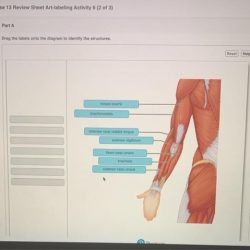 Exercise 19 review sheet blood