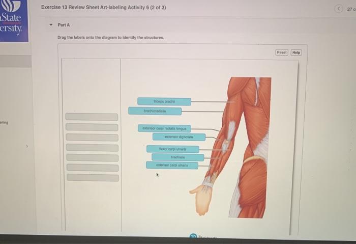 Exercise 19 review sheet blood