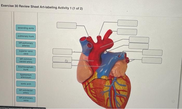 Exercise 19 review sheet blood