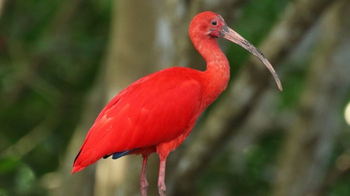 Conflict in the scarlet ibis