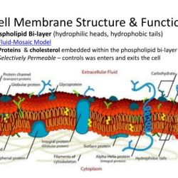 Membrane and structure function pogil